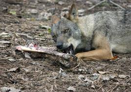 Ejemplar de lobo ibérico comiendo