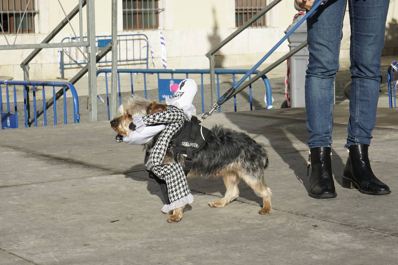 Las mejores imágenes del concurso de disfraces de mascotas del Carnaval de Badajoz