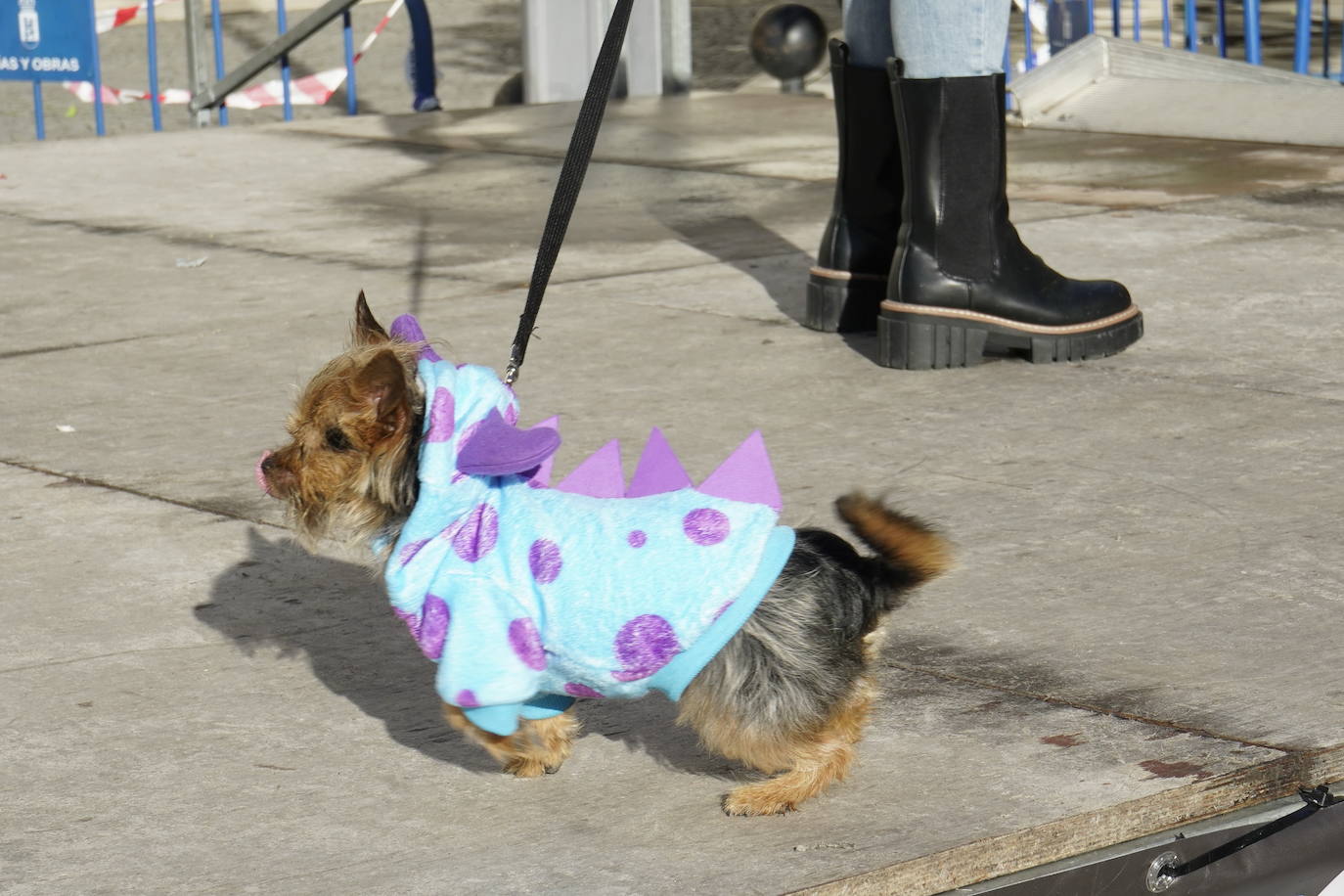 Las mejores imágenes del concurso de disfraces de mascotas del Carnaval de Badajoz