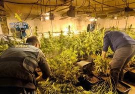Detenida por cultivar 245 plantas de marihuana en una vivienda de Cabeza del Buey