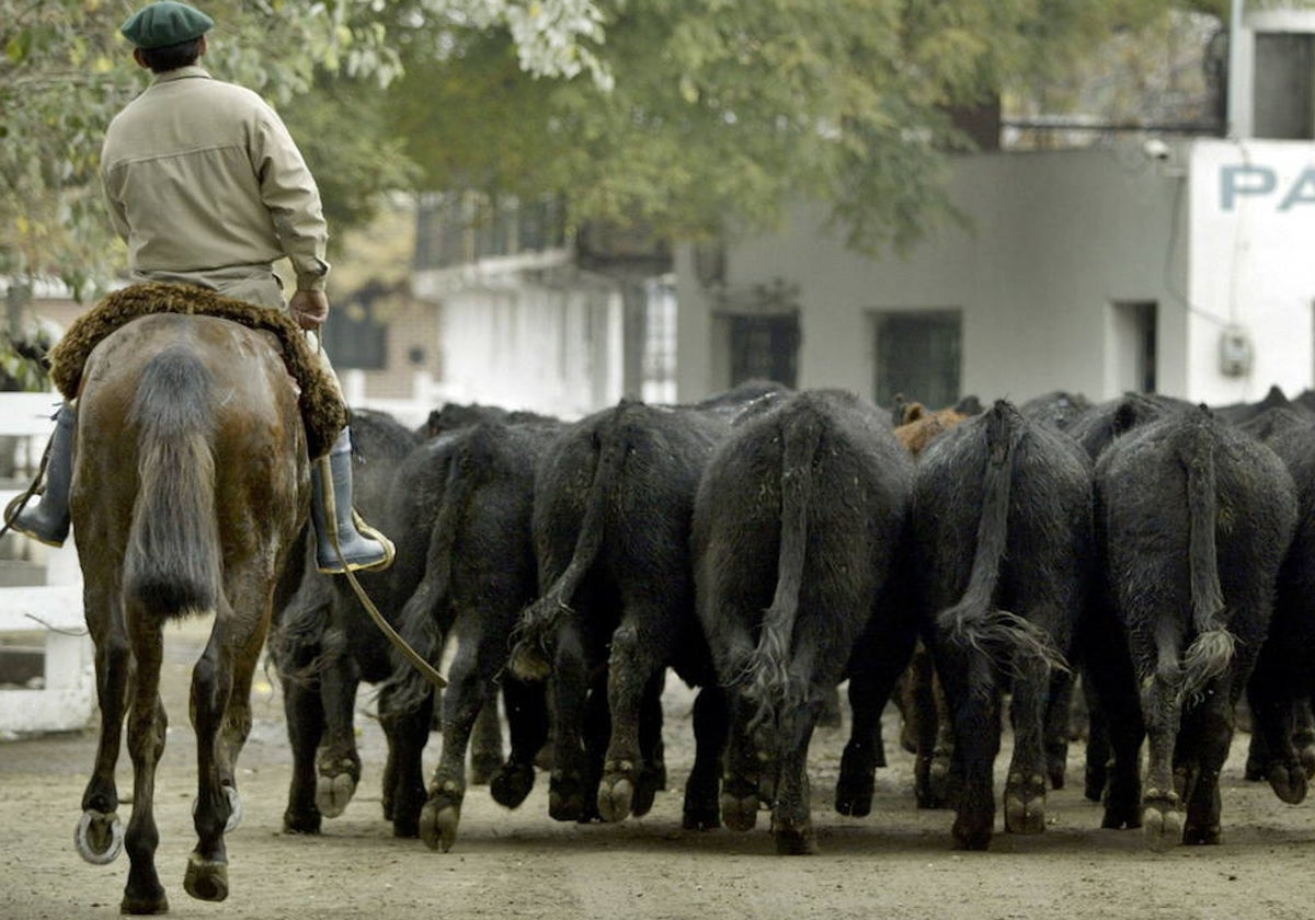 El empleado era especialista agrícola ganadero en una finca del norte de la región.