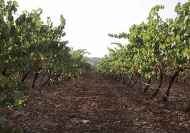 Superficie de viñedo en una parcela de Almendralejo.