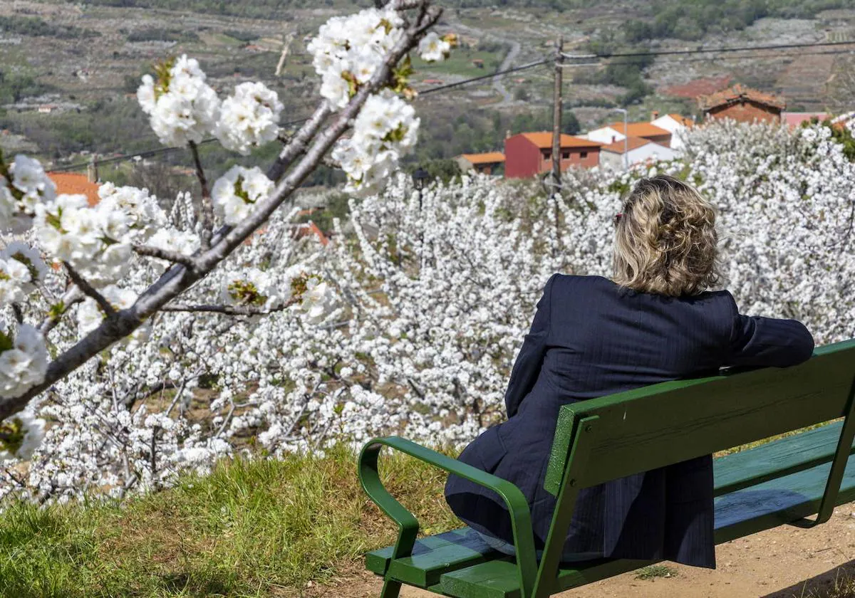 Cerezos en flor en el Valle del Jerte 2024
