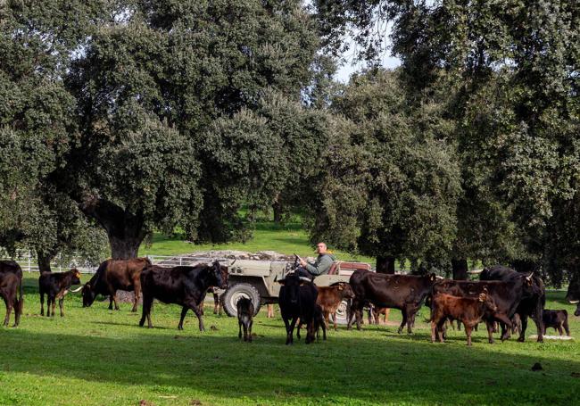 Miguel Morán, encargado de la finca 'Los Baldíos' en Oliva de Plasencia, circula junto a vacas y terneros.