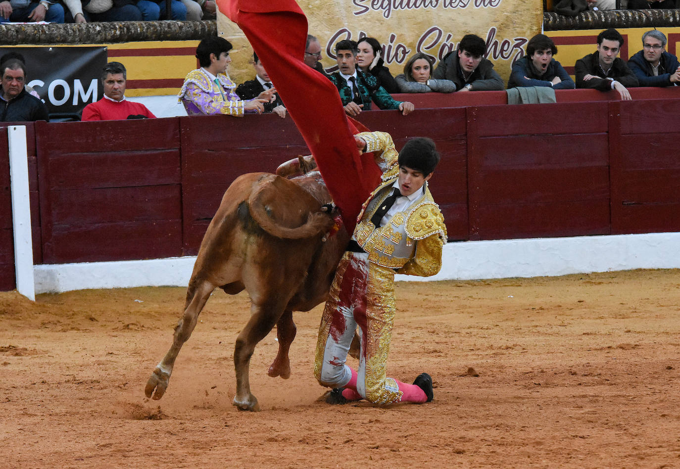 La novillada del viernes en la Feria de Olivenza 2024, en imágenes