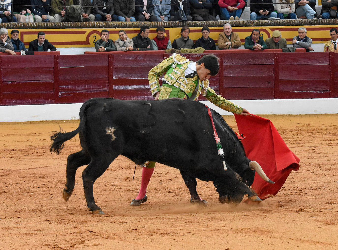 La novillada del viernes en la Feria de Olivenza 2024, en imágenes