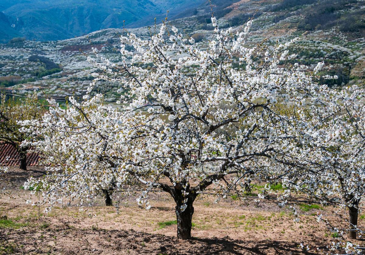 Cerezos florecidos en el Valle del Jerte.