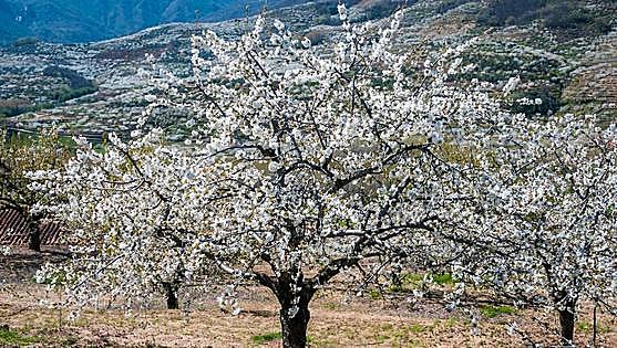 Esta es la programación del Cerezo en Flor 2024