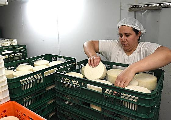 Explotación de cabras en Acehúche que sirve a la quesería Silva Cordero.