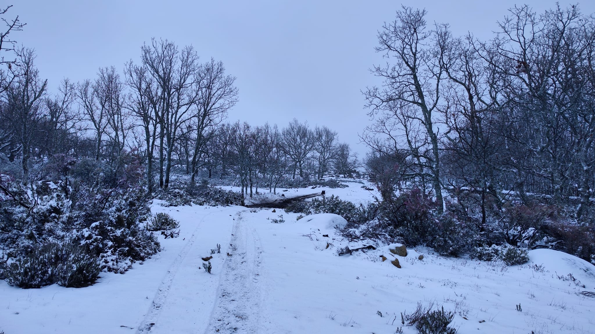 La nieve se ha acumulado en Piornal, unos 5 centímetros, y en los alrededores el espesor podría llegar a los 10 centímetros.