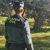 Investigado un vecino de Robledillo de la Vera por robar 5.000 kilos de aceituna