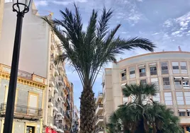 La palmera de Huelva