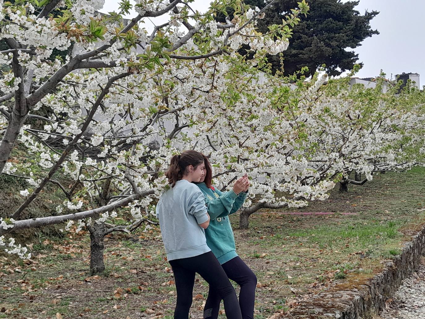 El Valle del Jerte se engalana con los cerezos en flor