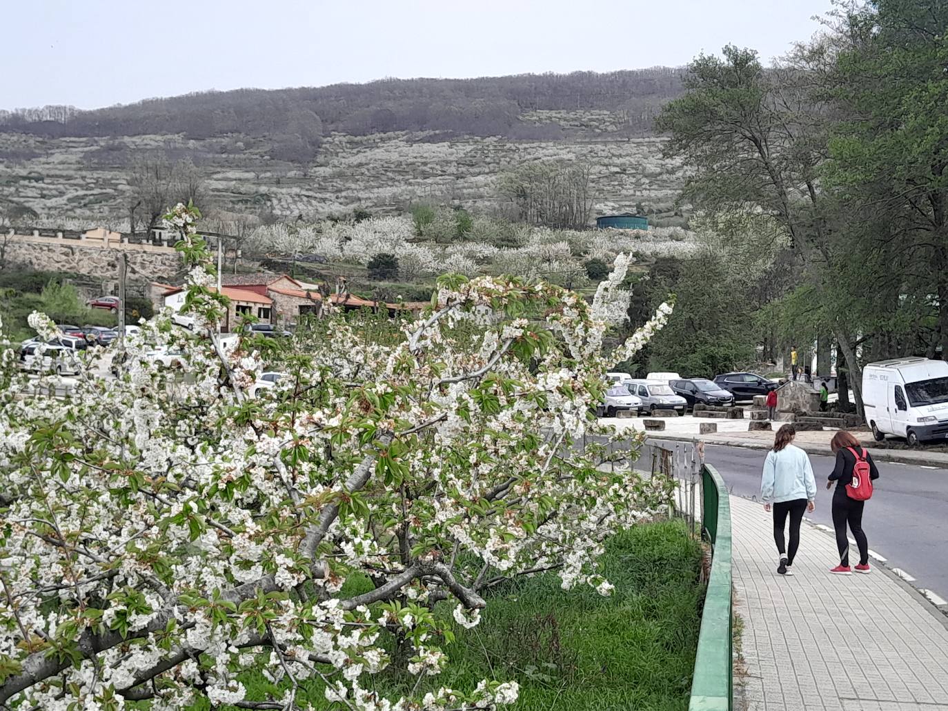 El Valle del Jerte se engalana con los cerezos en flor