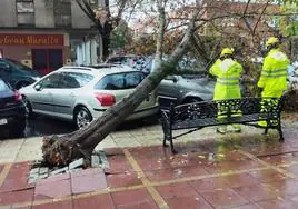 Imagen de archivo de un árbol derribado por un temporal de viento en Extremadura.