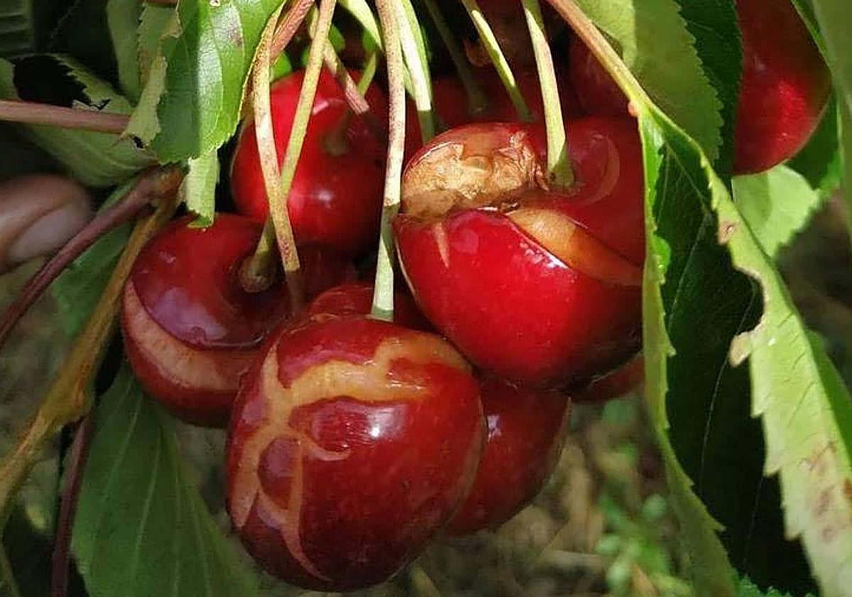 Imagen de archivo de cerezas dañadas por un temporal.