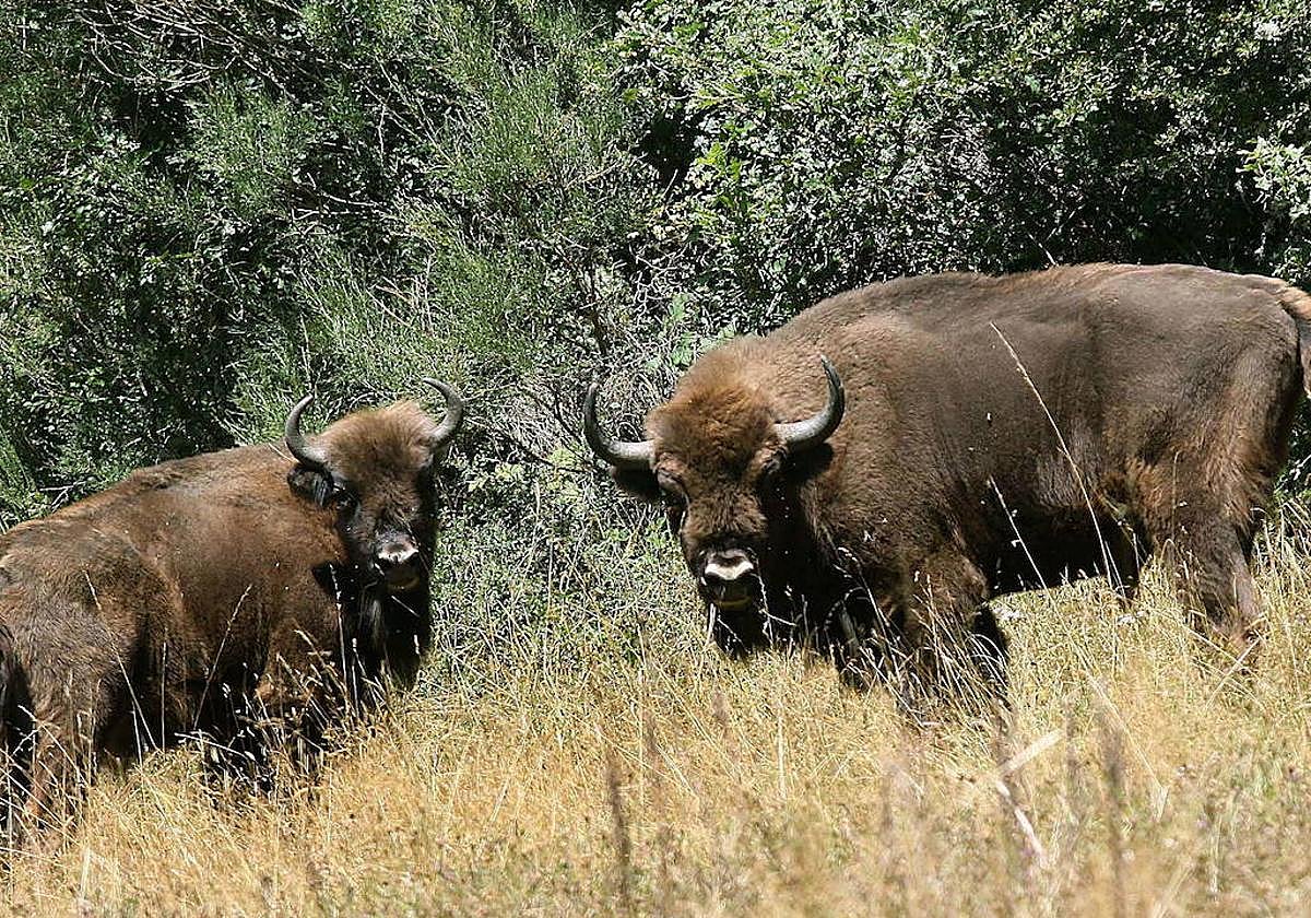 Buscan fincas en Extremadura para reintroducir bisontes con los que prevenir incendios forestales