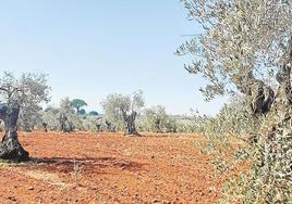 Las últimas lluvias suponen un «cambio radical» para el cultivo del olivar