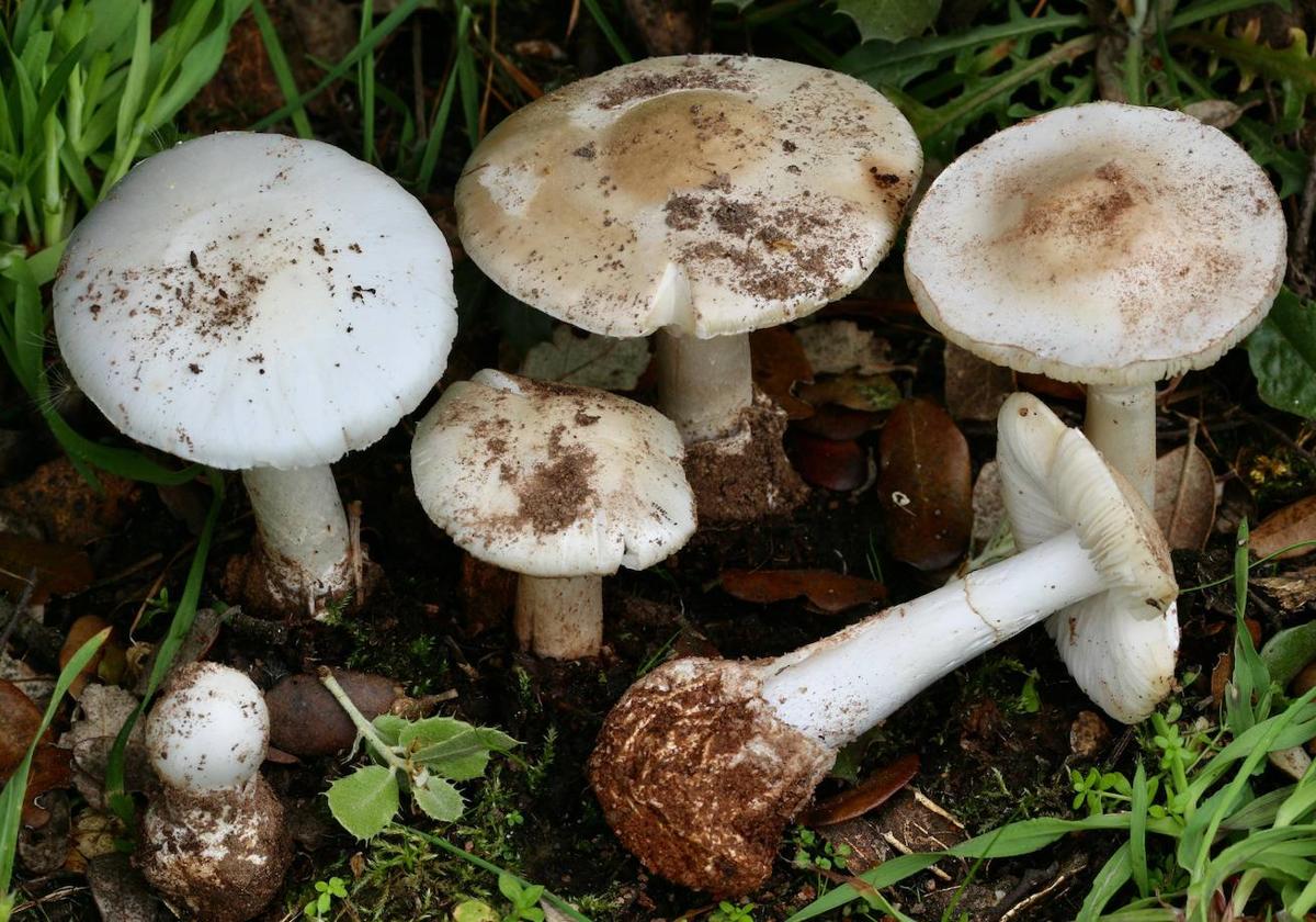 Amanita verna, la seta que ha causado la intoxicación grave en Extremadura.