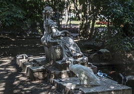 Uno de los pavos blancos en Castelar.