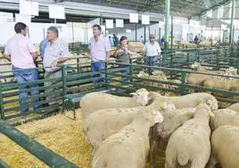 Imagen de archivo de una subasta de ganadería ovina de raza merina en la Feria de Zafra.