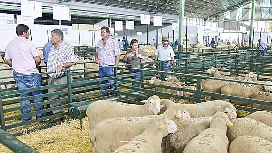 La Feria de Primavera de Zafra ofrecerá este viernes desde subastas a jornadas ganaderas