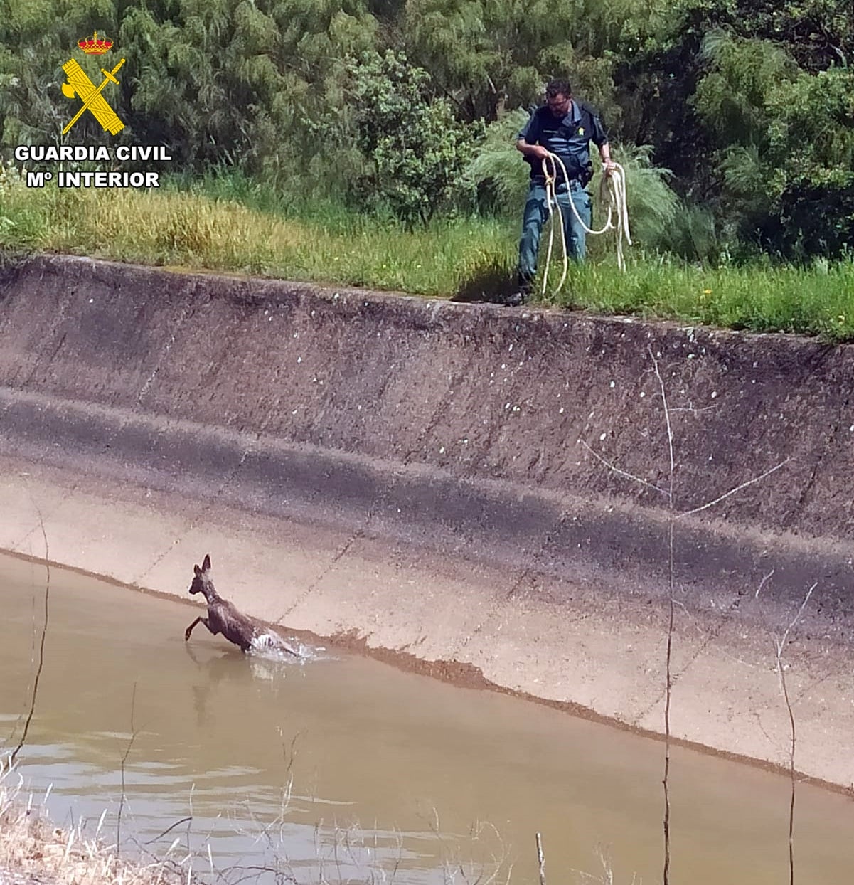 El rescate del cérvido.