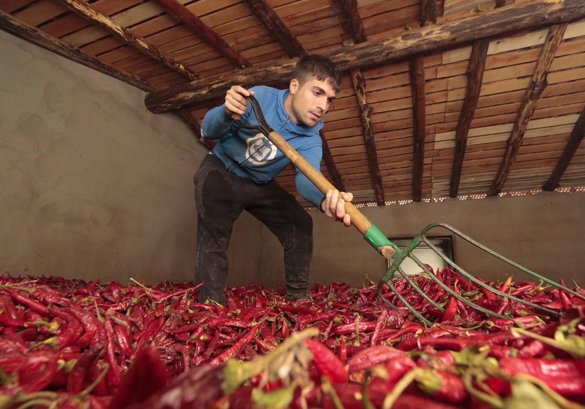Más ayudas para fomentar los biocombustibles en el secado tradicional del pimiento
