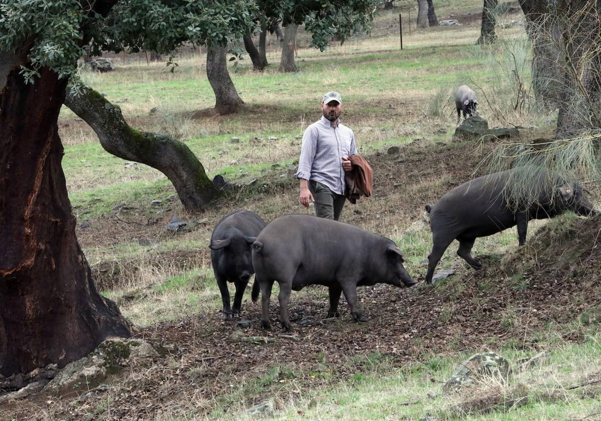 La dehesa extremeña, cuna de la ganadería en extensivo de calidad.