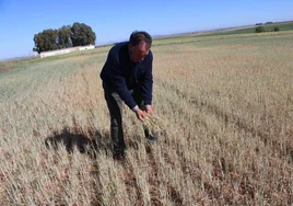 Un agricultor en su campo de cereales, echado a perder por las sequías del pasado año.