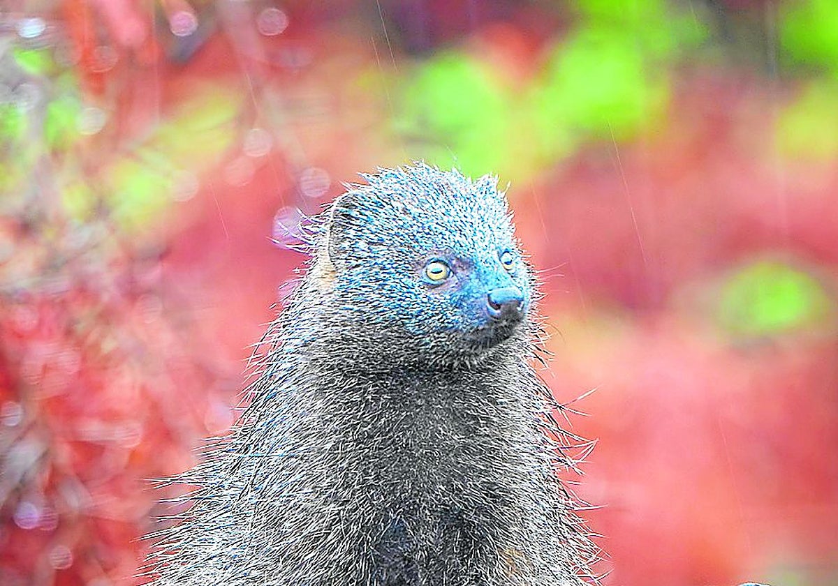 Meloncillos, hablemos solo de ciencia