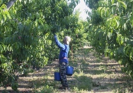 Un temporero de la fruta recoge paraguayos en una finca del término de Mérida.