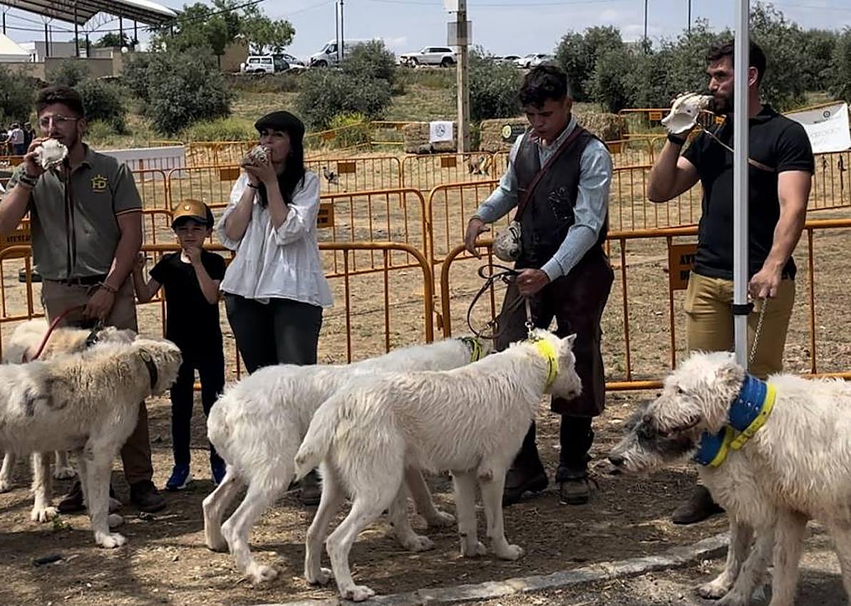Imagen secundaria 1 - El IX Día del Cazador Extremeño congregó este fin de semana a miles de personas en Hornachos