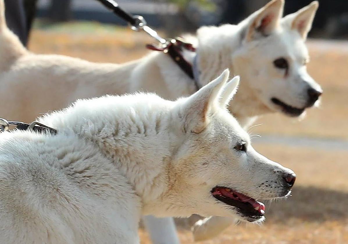 Cómo saber si mi perro tiene Alzheimer