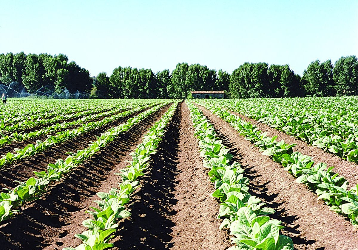 Agravio comparativo para los tabaqueros extremeños