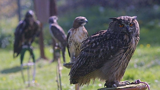 Aves rapaces nocturnas de Extremadura y dónde encontrarlas