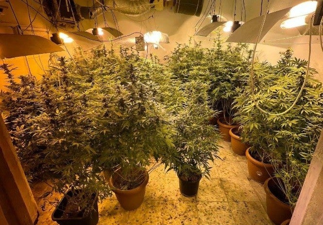 Plantación de marihuana con consumo eléctrico en el interior de una vivienda.