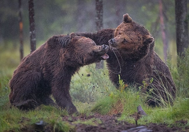 Una de sus fotografías, con dos osos en plena pelea.