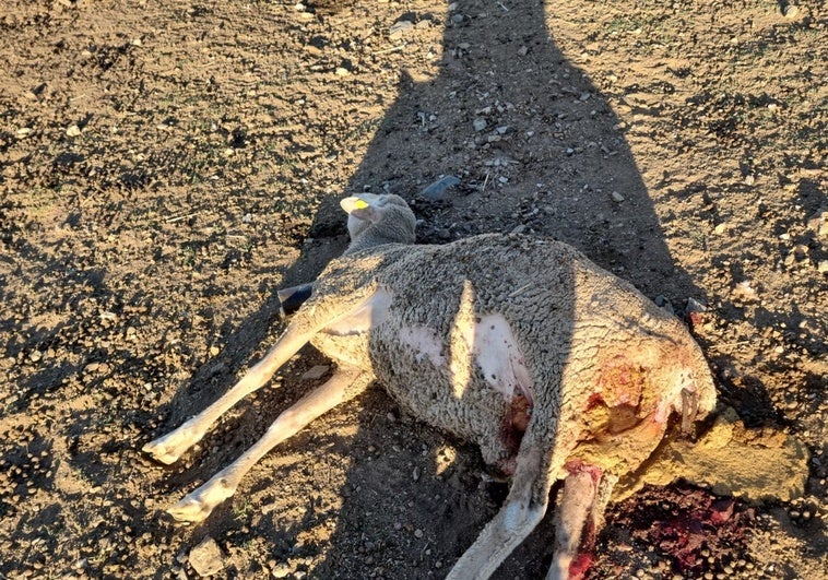 Una de las ovejas que Alberto González denuncia que murió tras el ataque de un lobo.