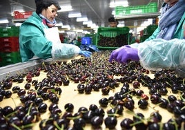 Ya se han iniciado las campañas de recolección de fruta en Extremadura.