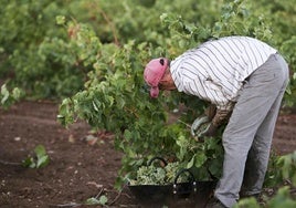 Temporero trabajando en una finca de Almendralejo. HOY