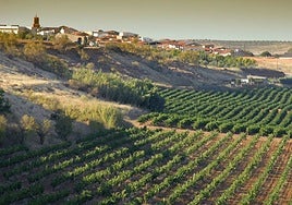 Campos de cultivo en la comarca de Tierra de Barros