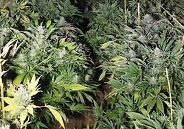 Las plantas de marihuana se encontraban en avanzado estado de crecimiento.
