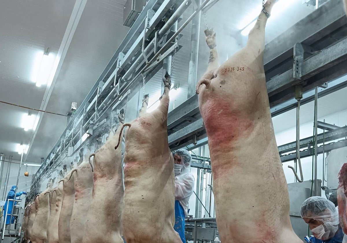 Cerdos sacrificados en el gran matadero de ibérico de Zafra.