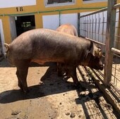 Subasta de 23 machos de ganado porcino de la raza Duroc