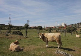 Vacas pastando en el espacio del monte Valcorchero