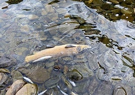 Peces muertos en el río Hurdano.