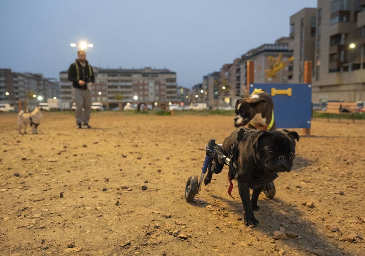 Parques jugando en el parque canino del Cerro del Viento en una imagen de archivo.