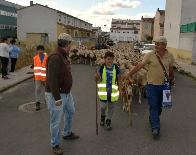 José Manuel Sánchez atraviesa Trujillo con 1.550 ovejas, camino de León
