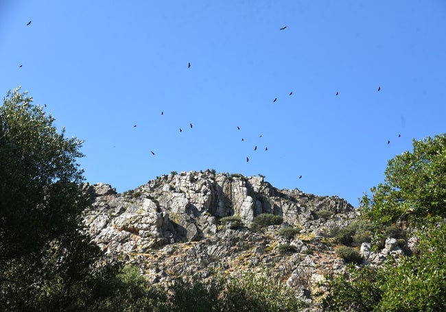 LA sierra de Peñafalcón, en la foto con las rapaces sobrevolándola, acompañan durante todo el camino.